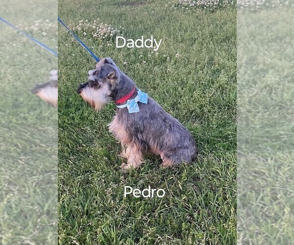 Medium Photo #2 Schnauzer (Miniature) Puppy For Sale in MONTEZUMA, GA, USA