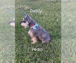 Small #1 Schnauzer (Miniature)