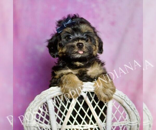 Medium Photo #1 Morkie Puppy For Sale in WARSAW, IN, USA