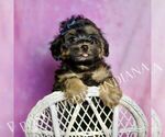 Puppy Bluey Morkie