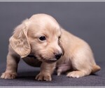Small Photo #31 Dachshund Puppy For Sale in CROWLEY, TX, USA
