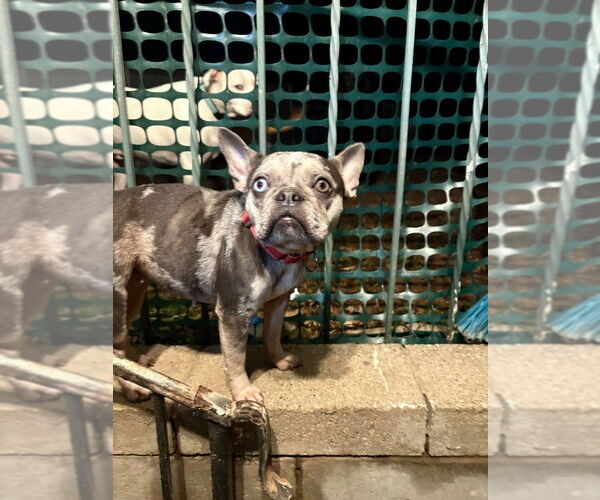 Medium Photo #2 French Bulldog Puppy For Sale in Evansville, IN, USA
