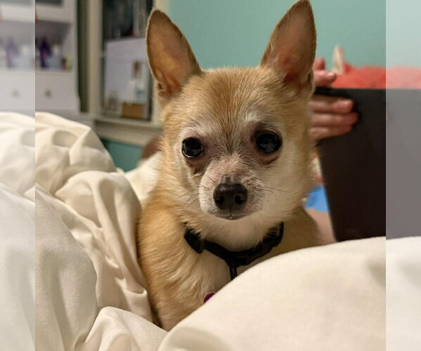 Medium Photo #3 Chihuahua Puppy For Sale in Spring Lake, NC, USA