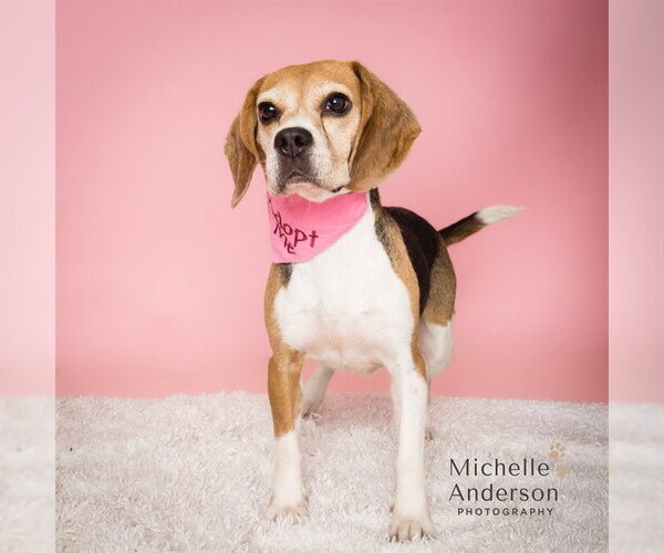 Medium Photo #1 Beagle Puppy For Sale in Corona, CA, USA