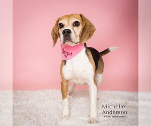 Beagle Dogs for adoption in Corona, CA, USA