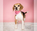 A165862 - Female Beagle Dog for Adoption - Small photo