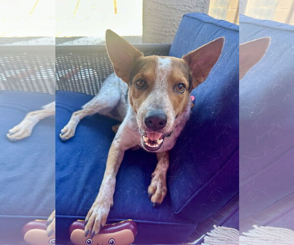 Medium Photo #5 Mutt Puppy For Sale in Chandler, AZ, USA