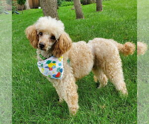 Poodle (Miniature) Dogs for adoption in St. Louis Park, MN, USA