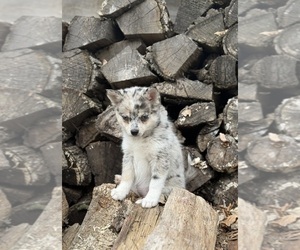 Alaskan Klee Kai-Pomsky Mix Puppy for sale in STAPLES, MN, USA