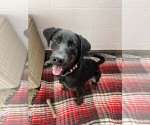 Labrador Retriever-Unknown Mix Dogs for adoption in San Diego, CA, USA