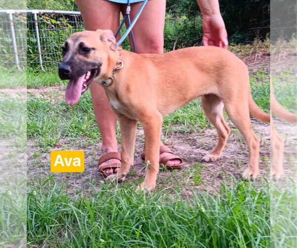Medium Photo #3 Black Mouth Cur-Unknown Mix Puppy For Sale in Ridgefield, CT, USA