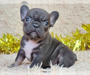 French Bulldog Puppy for sale in NEW YORK, NY, USA