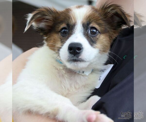 Medium Photo #1 Spaniel-Unknown Mix Puppy For Sale in Washington, DC, USA