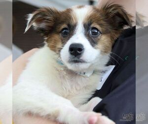 Spaniel-Unknown Mix Dogs for adoption in Washington, DC, USA