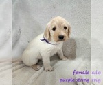 Small Photo #3 Labradoodle Puppy For Sale in WELLINGTON, CO, USA