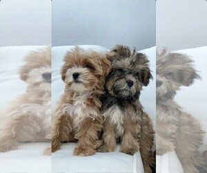 Bichon Frise-Bichpoo Mix Puppy for sale in GILBERT, AZ, USA