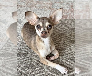 Chihuahua-Unknown Mix Dogs for adoption in Oakhurst, NJ, USA