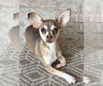 Small Chihuahua Mix