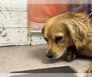 Cocker Spaniel-Unknown Mix Dogs for adoption in San Bernardino, CA, USA