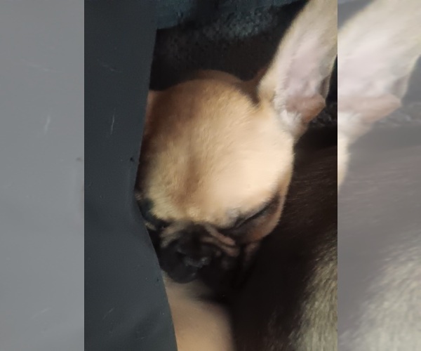 Medium Photo #4 French Bulldog Puppy For Sale in ROGERSVILLE, TN, USA