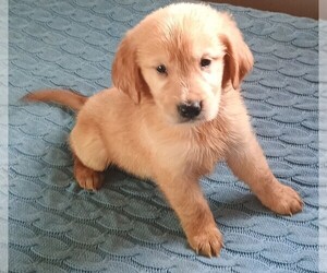 Golden Retriever Puppy for sale in POMONA PARK, FL, USA