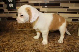 Cardigan Welsh Corgi-Cavalier King Charles Spaniel Mix Puppy for sale in ARAB, AL, USA