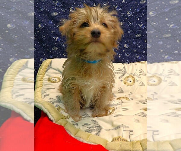 Medium Photo #15 Yo-Chon Puppy For Sale in PATERSON, NJ, USA