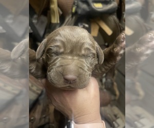Labrador Retriever Puppy for sale in KNOXVILLE, GA, USA