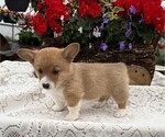 Small #3 Pembroke Welsh Corgi