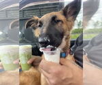 Small #4 German Shepherd Dog