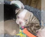 Small #9 Olde English Bulldogge
