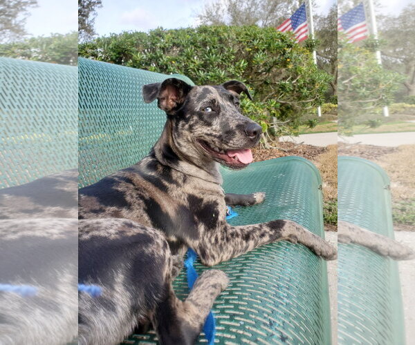 Medium Photo #4 Catahoula Leopard Dog-Unknown Mix Puppy For Sale in Sanford, FL, USA