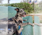 Small #3 Catahoula Leopard Dog Mix