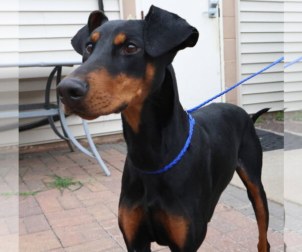 Medium Photo #9 Doberman Pinscher Puppy For Sale in Omaha, NE, USA
