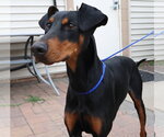 Small #8 Doberman Pinscher