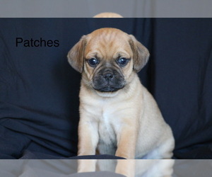 Puggle Puppy for sale in DILLWYN, VA, USA