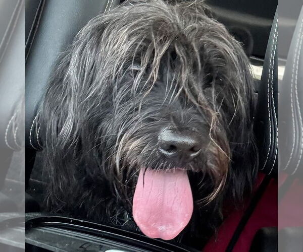 Medium Photo #6 Bearded Collie-Unknown Mix Puppy For Sale in Rustburg, VA, USA