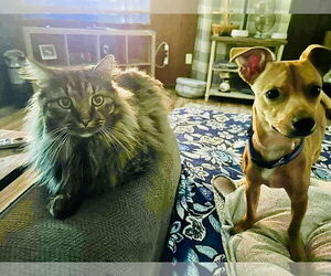 Chiweenie Dogs for adoption in pomfret, CT, USA
