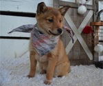 Small Photo #5 Border Collie-Shiba Inu Mix Puppy For Sale in HONEY BROOK, PA, USA