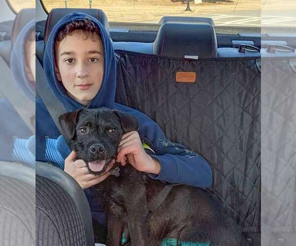 Medium Photo #3 Mutt Puppy For Sale in Kennesaw, GA, USA