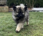 Small Photo #7 Keeshond Puppy For Sale in VANCOUVER, WA, USA