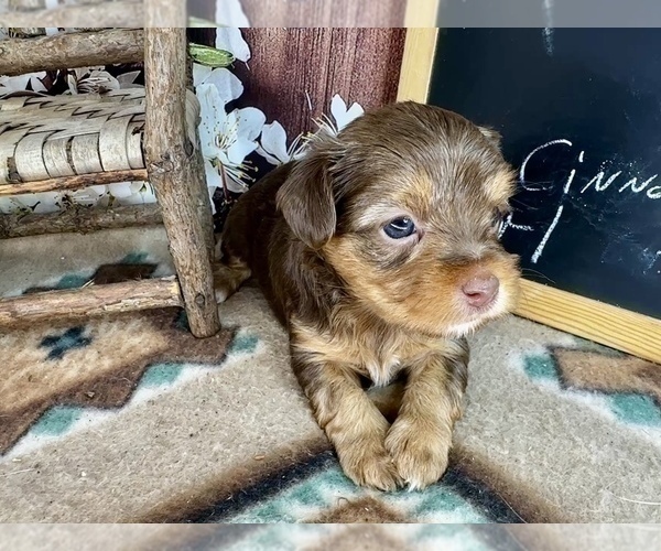 Medium Photo #21 Morkie Puppy For Sale in CASSVILLE, MO, USA
