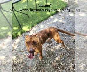 Jasper - Male Doberman Pinscher-German Shepherd Dog Mix Dog for Adoption - Photo #3