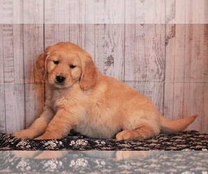 Golden Retriever Puppy for sale in APPLE CREEK, OH, USA