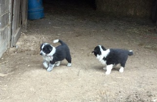 English Shepherd Puppy for sale in LOWELLVILLE, OH, USA