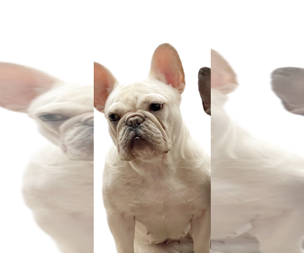 Medium Photo #1 French Bulldog Puppy For Sale in ENGLEWOOD, CO, USA