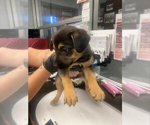 German Shepherd Dog-Unknown Mix Dogs for adoption in Stockton, CA, USA