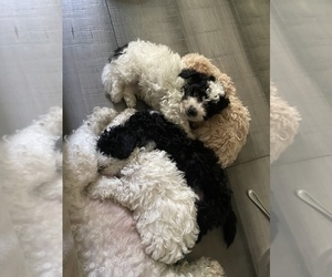 Bichpoo Puppy for sale in CINCINNATI, OH, USA