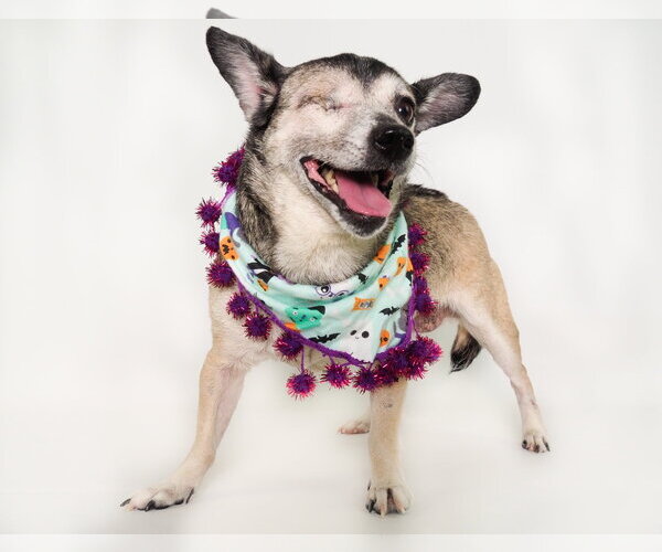 Medium Photo #3 Chihuahua-Unknown Mix Puppy For Sale in Phoenix, AZ, USA