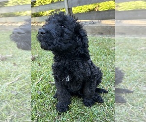 Goldendoodle Puppy for sale in WRAY, GA, USA